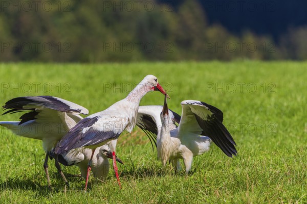 A white stork (Ciconia ciconia) family on a green meadow. One adult stork feeds a young