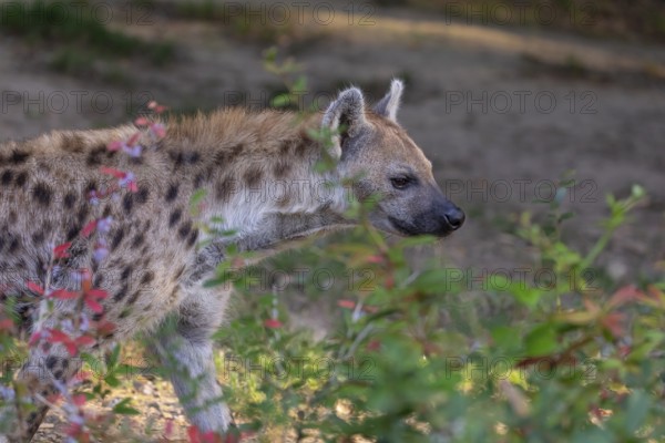 One young adult male spotted hyena (Crocuta crocuta), or laughing hyena standing behind some bushes
