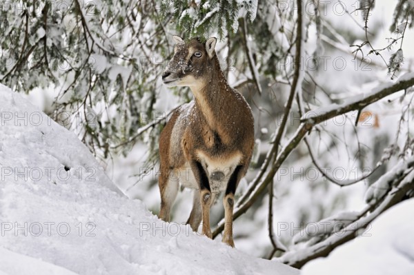 European mouflon (Ovis orientalis musimon), female, in a snowy winter landscape, captive,