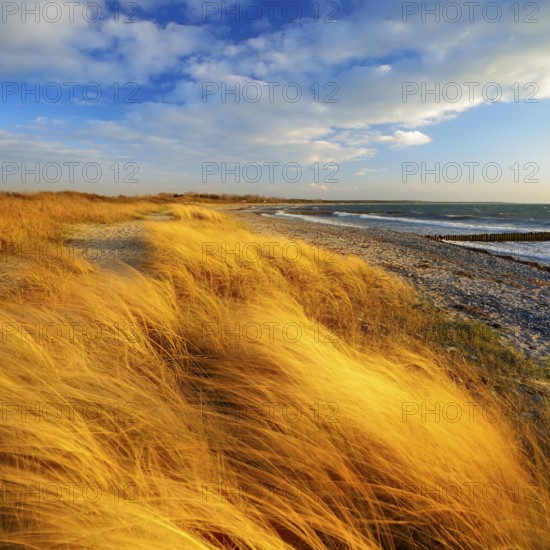 Lonely empty beach in the evening light, beach grass bends in the wind, blue sky with clouds,
