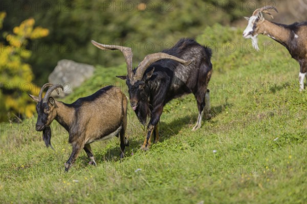One male Tauernschecke goat, Capra aegagrus hircus, checks the readiness of a goat to mate