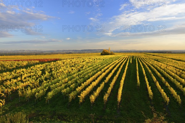 Vineyards on the Kreuzberg above the Main in the evening light, wine island near Volkach, Nordheim,