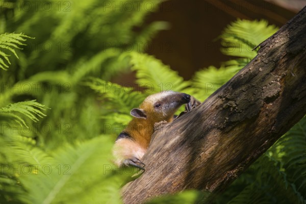 A southern tamandua (Tamandua tetradactyla), climbs up a tree in a forest