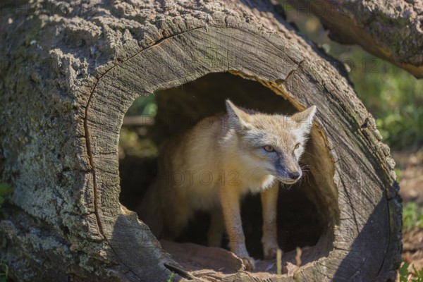 One corsac fox (Vulpes corsac) standing in a hollow log