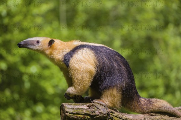 A southern tamandua (Tamandua tetradactyla), sits in a tree, watching the surrounding