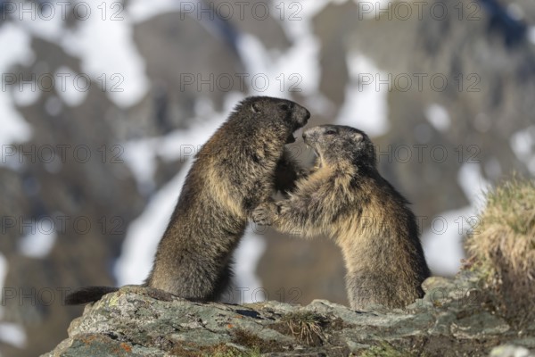 Two Alpine Marmots playfighting, Marmota marmota, with distant snowy mountains in the background.