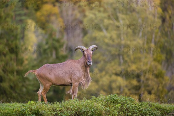 One Barbary sheep (Ammotragus lervia) stands on green hilly ground. A forest is in the background