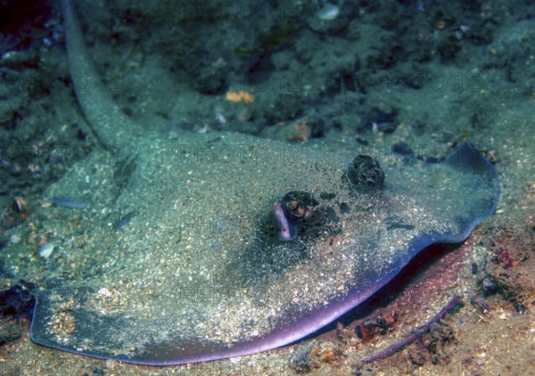 Kuhl's Kuhl's stingray (Neotrygon kuhlii) Stingray lies camouflaged with sand on sandy seabed in