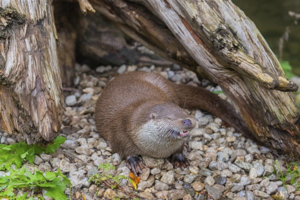 One Eurasian otter (Lutra lutra) resting on the pebbles of a river bank between a log and some