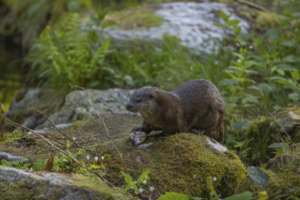 One Eurasian otter (Lutra lutra), sitting on a mossy rock and eating a fresh caught fish