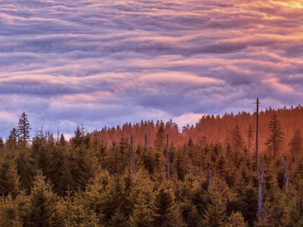 View from the summit of the Dreisesselberg (1333m) over forest and sea of fog at sunset, inversion