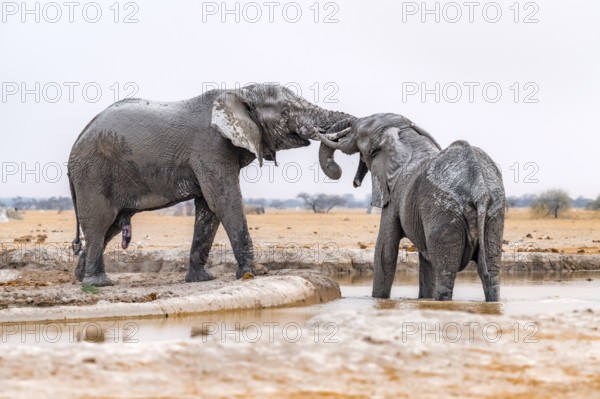 African elephant (Loxodonta africana), adult male, two elephants fighting with their trunks, one
