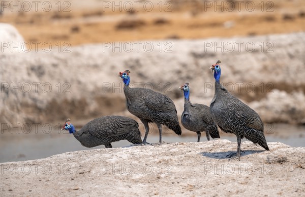 Helmeted guinea fowl (Numida meleagris), four guinea fowl at the waterhole, Nxai Pan National Park,