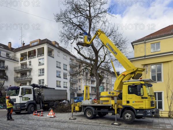 Tree work, Königinstrasse, Munich, Bavaria, Germany, Europe