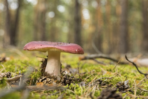 Mushroom on the forest floor of a coniferous forest between moss, needles and pine cones,