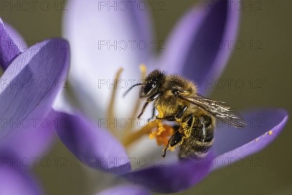Elfin crocus (Crocus tommasinianus) with honey bee (Apis mellifera), Emsland, Lower Saxony,