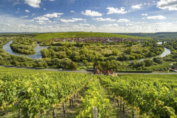 Vineyard at the Volkacher Mainschleife, Volkach, Lower Franconia, Bavaria, Germany, Europe
