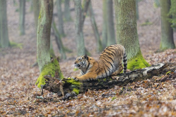 One young female Siberian Tiger, Panthera tigris altaica, sharpening its claws on a dead tree trunk