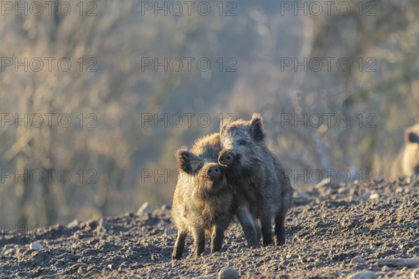 Two young wild boars (Sus scrofa) play fighting and dominance on a frozen field on a sunny day. A