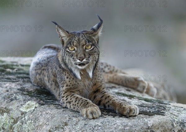 Lynx (Lynx pardinus), portrait, evening, forest, Andalusia Spain