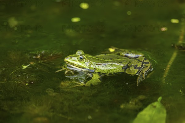 Edible frog (Pelophylax esculentus) in a little lake in the water, Bavaria, Germany, Europe