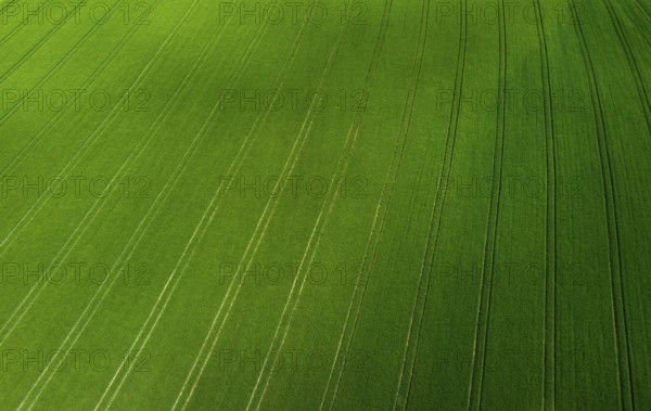 Drone image, grain field with lanes on the field, from above, agriculture, Innviertel, Upper