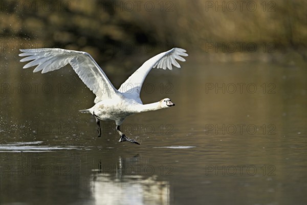 Mute swan (Cygnus olor), taking off from the water, Flachsee, nature reserve, Reusstal, Canton