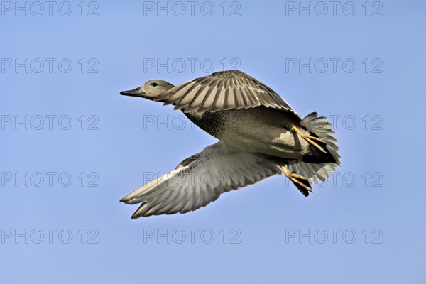 Gadwall (Anas strepera), male in flight, Switzerland, Europe
