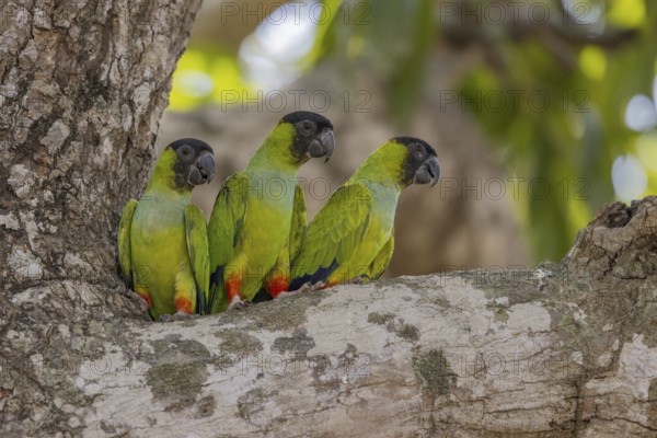 Nanday parakeet (Aratinga nenday), 3 birds on tree, Pantanal, Brazil, South America