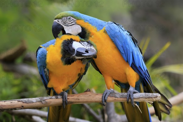Yellow-breasted Macaw (Ara ararauna), adult, perch, pair, social behaviour, plumage care, South