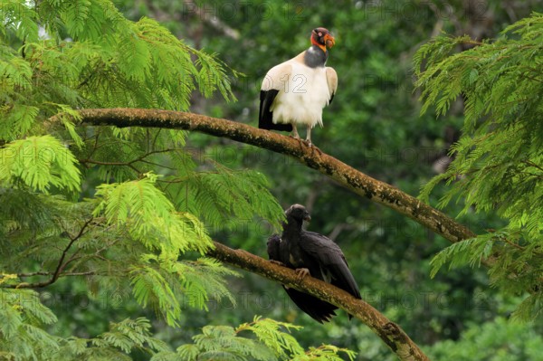 King vulture (Sarcoramphus papa) feeding a chick in a tree, Costa Rica, Central America