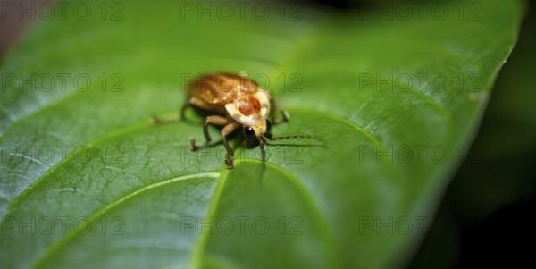 Beetle sitting on a leaf, tropical rainforest at night, Heredia province, Costa Rica, Central