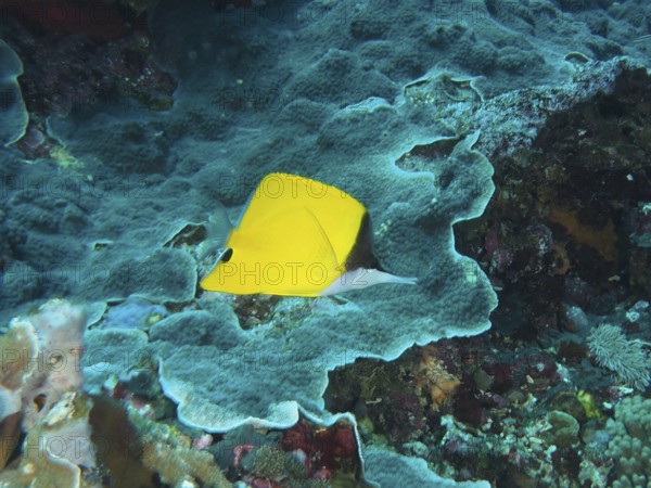 Bright yellow fish, longmouth tilefish (Forcipiger flavissimus), swimming over blue coral reef in