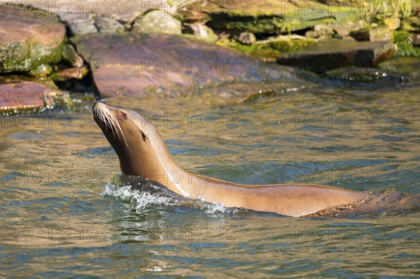 California sea lion (Zalophus californianus), at the shore of the sea, captive, Germany, Europe