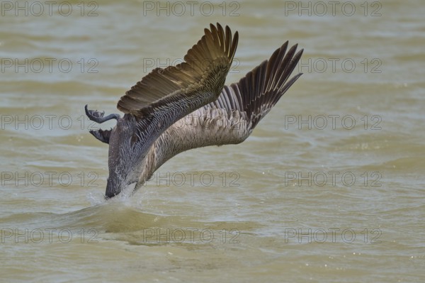 Brown Pelican, (Pelecanus occidentalis), Brown Pelican, fishing in the sea in a dynamic hunting