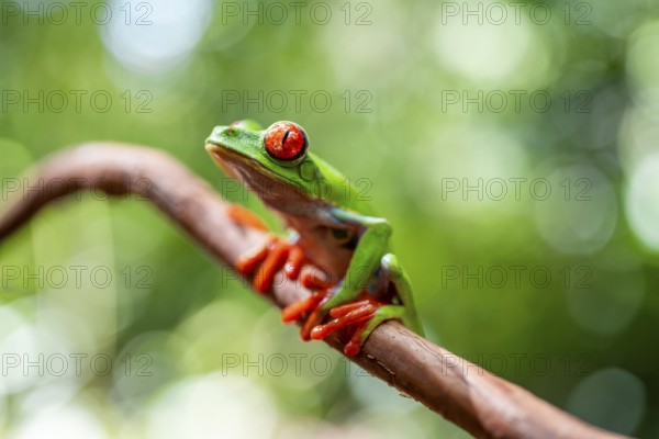 Red-eyed tree frog (Agalychnis callidryas), sitting on a branch, Heredia province, Costa Rica,