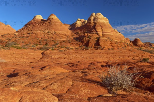 Red sandstone rocks in a desert landscape under a clear blue sky, Coyote Buttes, Arizona, USA,