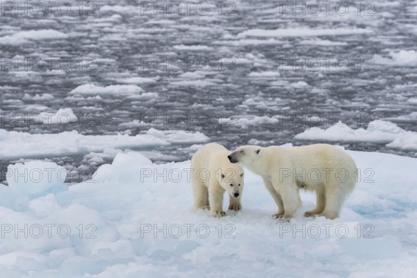 Polar bears (Ursus maritimus) on the pack ice at 82 degrees north on an ice floe, mother with cubs,