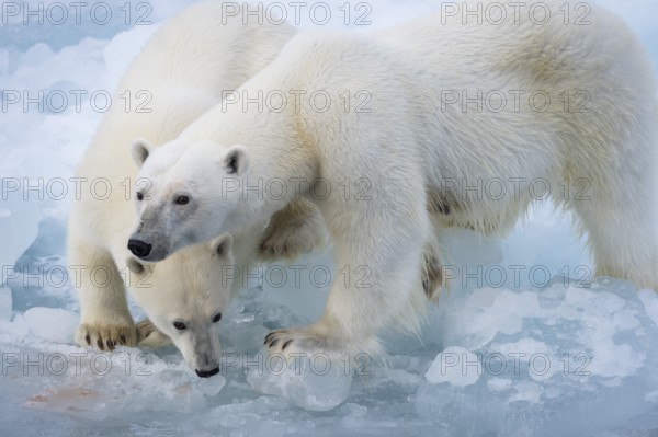 Polar bears (Ursus maritimus) on the pack ice at 82 degrees north, mother with cubs, Svalbard
