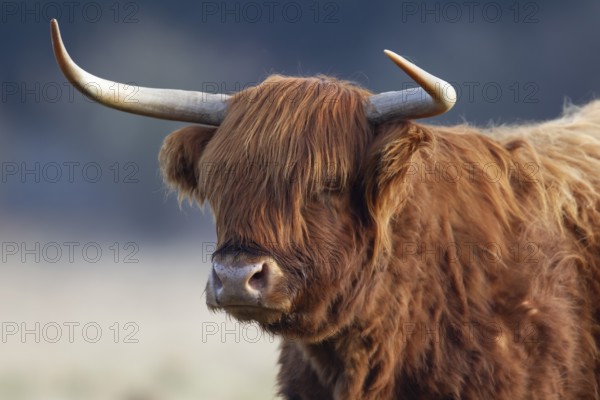 Highland cattle or cow (Bos taurus taurus) adult farm animal head portrait, England, United