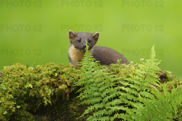 European pine marten (Martes martes) adult animal on a moss covered tree stump, Scotland, United