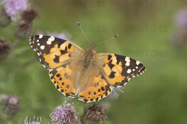 Painted lady butterfly (Vanessa cardui) adult insect feeding on Creeping thistle flowers in summer,