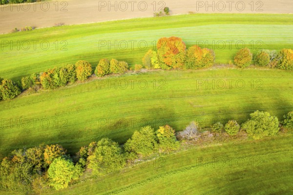 Hedge structure as lines, vertical aerial view in autumn, Mildenau, Erzgebirge, Saxony, Germany,