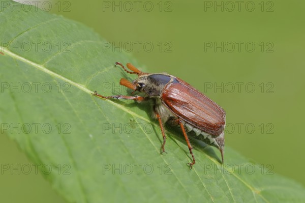 Wood cockchafer (Melolontha hippocastani), male, on a leaf of a horse chestnut (Aesculus