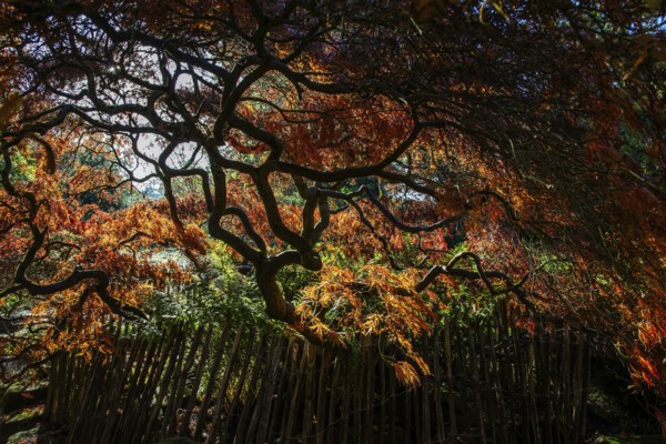 Fan maple (Acer palmatum), picket fence, autumn colours, backlight, Japanese Garden, Zoological