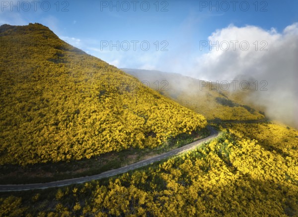 Aerial view of road among yellow Cytisus blooming shrubs near Pico do Arieiro, Portugal in clouds