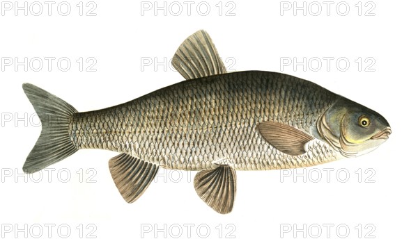 Fish, Fish, genus of carp fish, Cyprinus jeses, the Chub, Historical, digitally restored