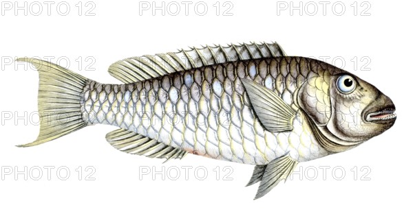 Fish, Fish, Sea bream family, Sparus abildgaardi, Historical, digitally restored reproduction from