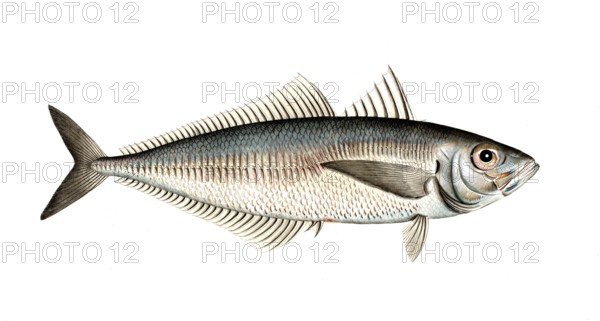Fish, Fish, Group of perch relatives, Scomber trachurus, Historical, digitally restored