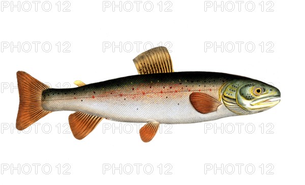 Fish, Fish, Salmon family, Salmo alpinus, Historical, digitally restored reproduction from a 19th